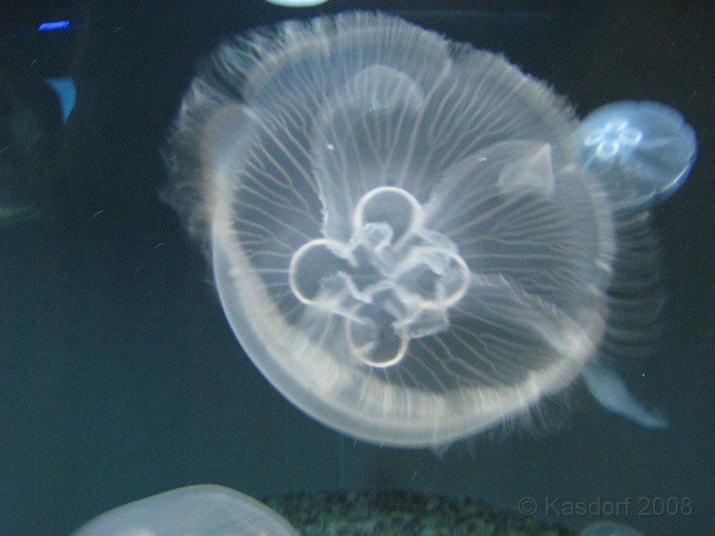 Baltimore MD 2009 1130.jpg - A 4th of July trip to Washington DC in 2009 included a stop in Baltimore MD to see the National Aquarium.